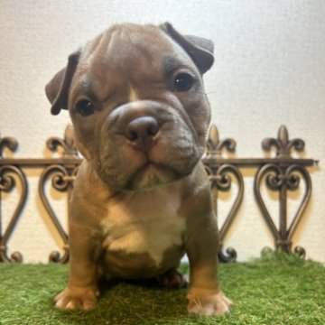 アメリカンブリー【大阪府・女の子・2023年10月12日・フォーン】の写真「どっしりボディのシワシワお顔。将来有望！」