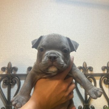 アメリカンブリー【大阪府・男の子・2023年10月8日・ブルー】の写真「ナノサイズ！」