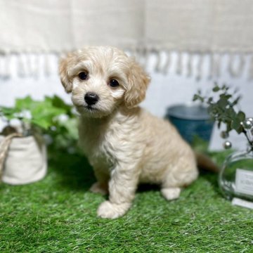 マルックス(マルチーズ×ダックスフンド)【群馬県・女の子・2025年8月10日・クリーム】の写真「優しいおっとりした性格の女の子❤︎」