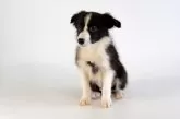 ボーダーコリー【鹿児島県・男の子・2025年6月30日・ブラック&ホワイト】の写真2