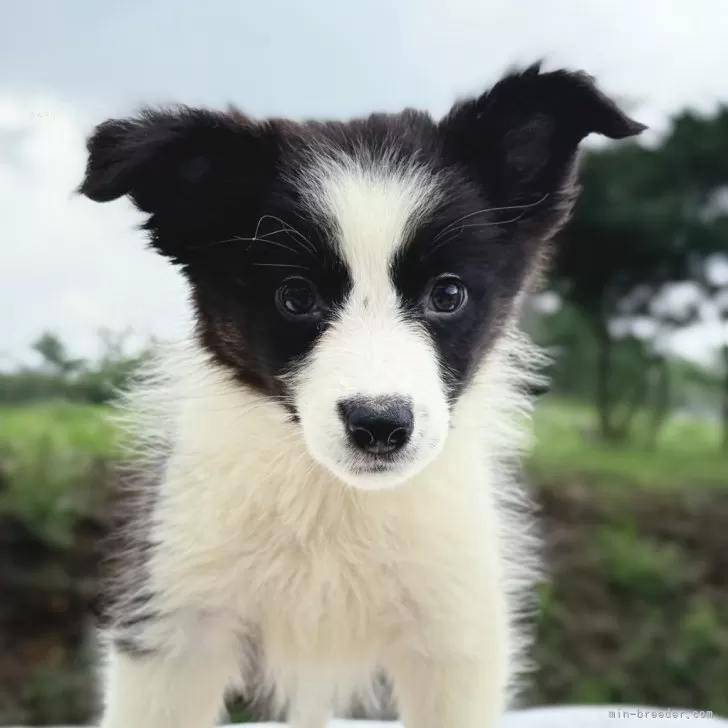 ID：2507-05290の子犬