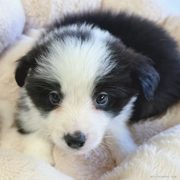 ID:2411-02678の子犬