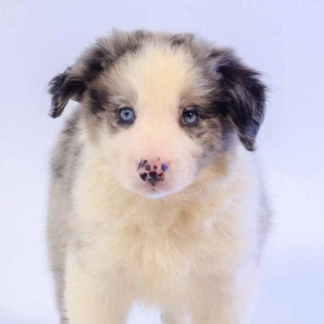 ボーダーコリー【鹿児島県・男の子・2025年5月7日・セーブルマール】の写真「父犬外産（オーストラリア）セーブルマールの男の子」