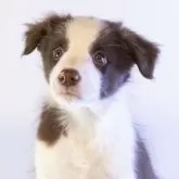 ボーダーコリー