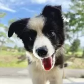 ボーダーコリー