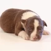 ボーダーコリー