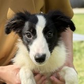 ボーダーコリー