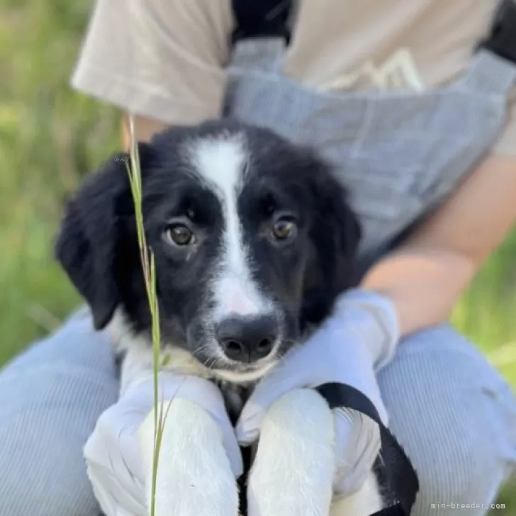 ID：2410-00910の子犬