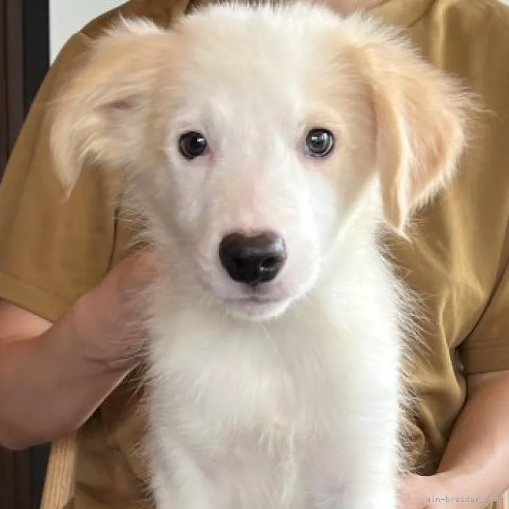 ID:2209-03098の子犬