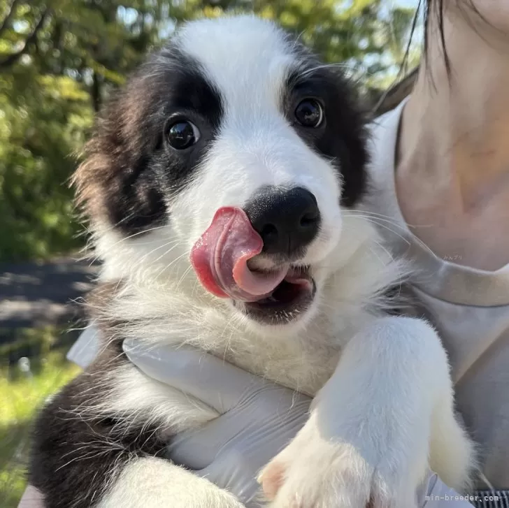ID：2410-00898の子犬