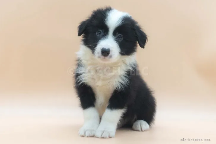 ID：2205-01784の子犬