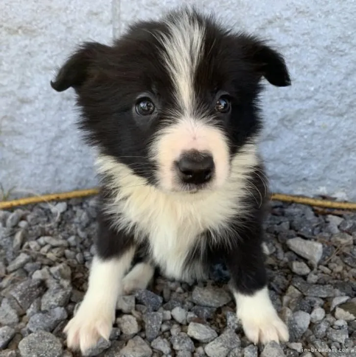 ID：2301-00523の子犬