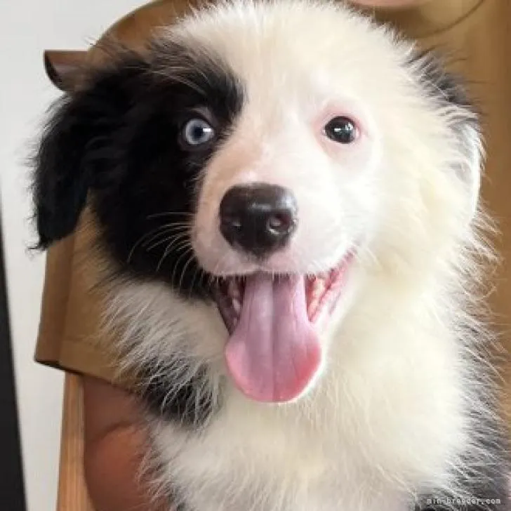 ID:2207-03510の子犬