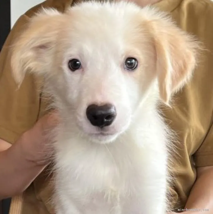 ID：2207-03514の子犬