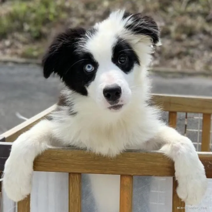 ID：2204-00690の子犬