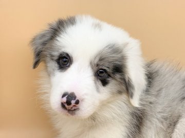 ボーダーコリー【鹿児島県・女の子・2021年4月28日・セーブルマール】の写真「穏やかな女の子」