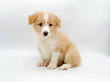 ボーダーコリー【鹿児島県・女の子・2021年6月11日・イエロー&ホワイト】の写真「イエロー＆ホワイトの女の子」