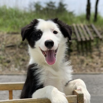 ボーダーコリー【鹿児島県・男の子・2022年2月14日・ブラック&ホワイト】の写真「オッドアイの男の子」