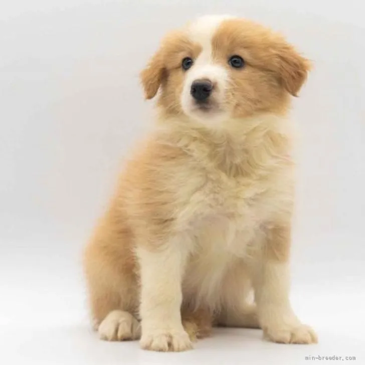 ID：2205-01170の子犬