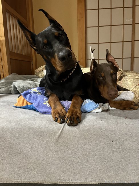 仲良し親子です｜村田　智史(むらた　としふみ)ブリーダー(栃木県・ドーベルマン・警察犬協会（ＰＤ）登録)の紹介写真5