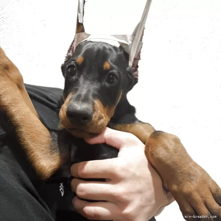 ドーベルマン【栃木県・女の子・2025年9月15日・ブラックタン】の写真1「ママの小さい頃にソックリ👀」