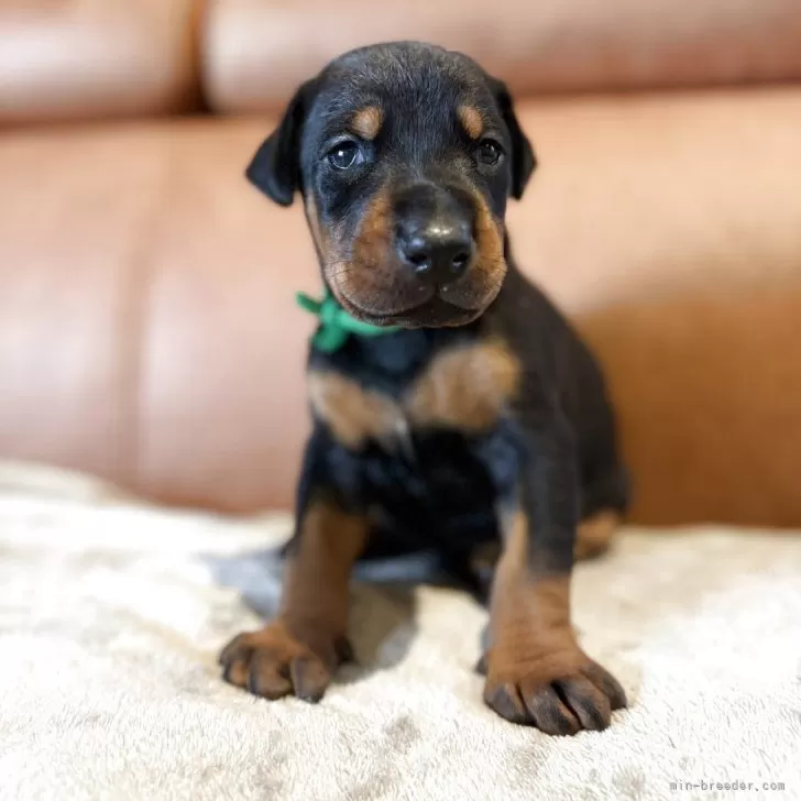 ID：2510-01137の子犬