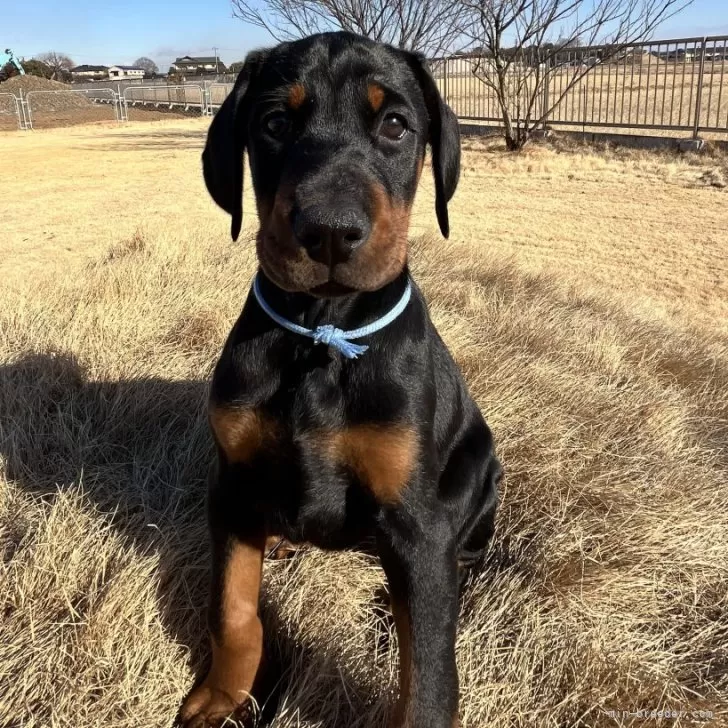 ID:2412-03797の子犬