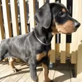 ドーベルマン【栃木県・女の子・2025年9月15日・ブラックタン】の写真3