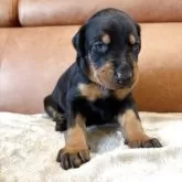 ドーベルマン【栃木県・女の子・2025年9月15日・ブラックタン】の写真4