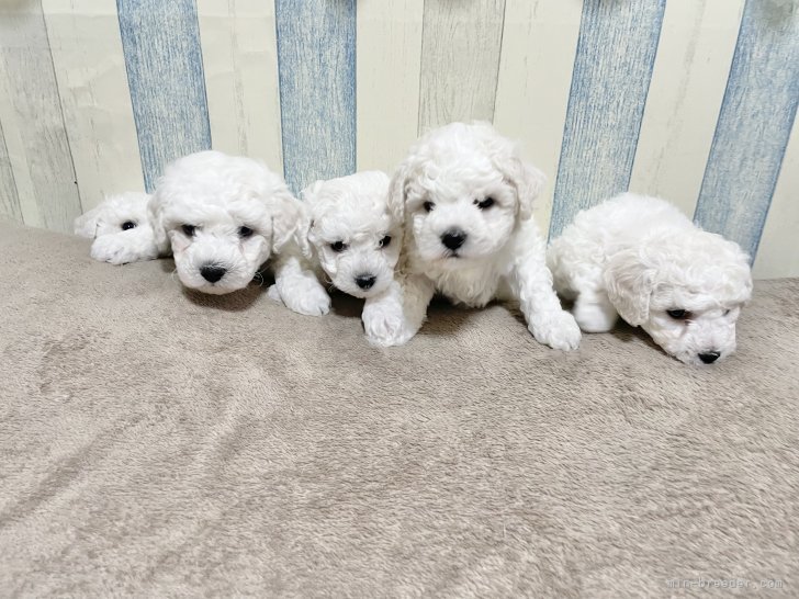 ビションフリーゼ子犬3｜秋月　美鈴(あきづき　みすず)ブリーダー(福岡県・チワワ(ロング)など・JKC登録)の紹介写真3