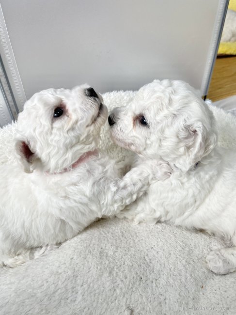 ビションフリーゼ子犬4｜秋月　美鈴(あきづき　みすず)ブリーダー(福岡県・チワワ(ロング)など・JKC登録)の紹介写真4