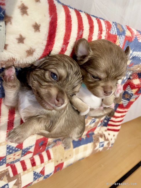 チワワ子犬2｜秋月　美鈴(あきづき　みすず)ブリーダー(福岡県・チワワ(ロング)など・JKC登録)の紹介写真6