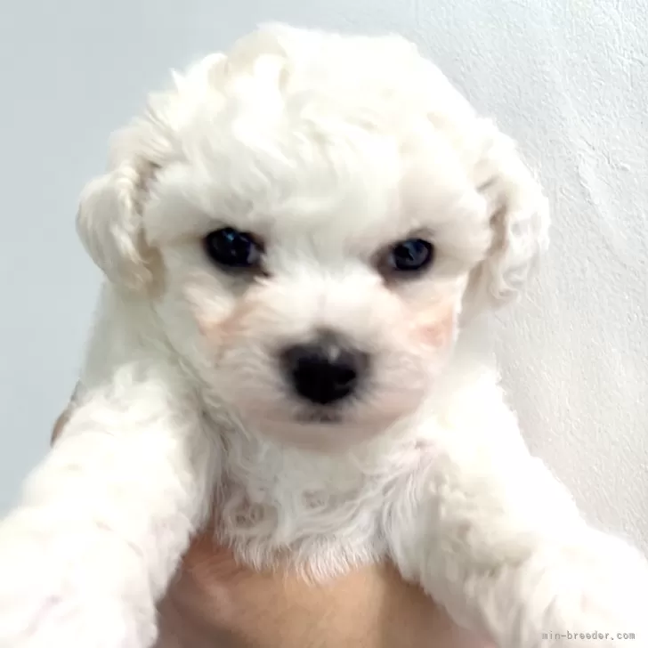 ID:2507-07417の子犬
