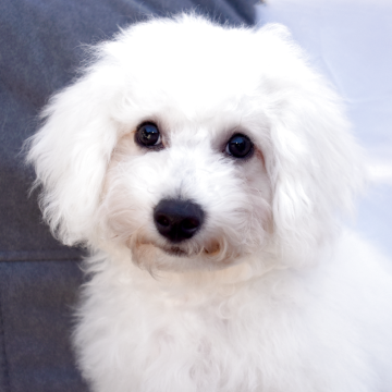 ビションフリーゼ【福岡県・男の子・2025年6月29日・ホワイト】の写真「控えめだけど甘えん坊な男の子💖」