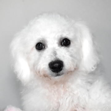 ビションフリーゼ【福岡県・男の子・2025年6月29日・ホワイト】の写真「愛嬌たっぷり💖お散歩大好き✨」