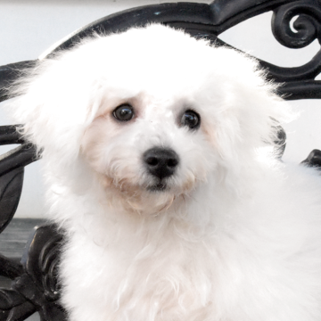 ビションフリーゼ【福岡県・男の子・2025年6月29日・ホワイト】の写真「やんちゃで愛嬌たっぷりの男の子💖」