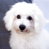 ビションフリーゼ