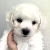 ビションフリーゼ