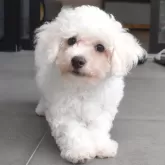 ビションフリーゼ