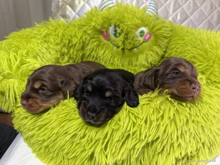 井上加奈子ブリーダーのブログ：現在　ダックスちゃん出産ラッシュです💕