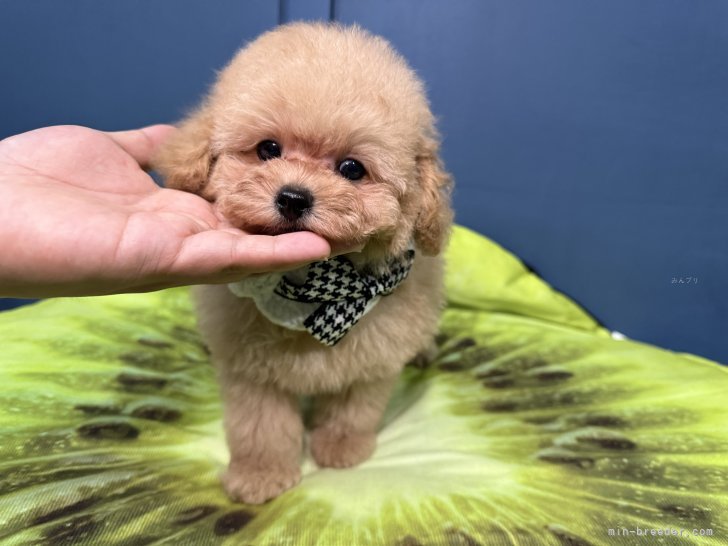 井上加奈子ブリーダーのブログ：ごめんなさい🙇‍♀️
