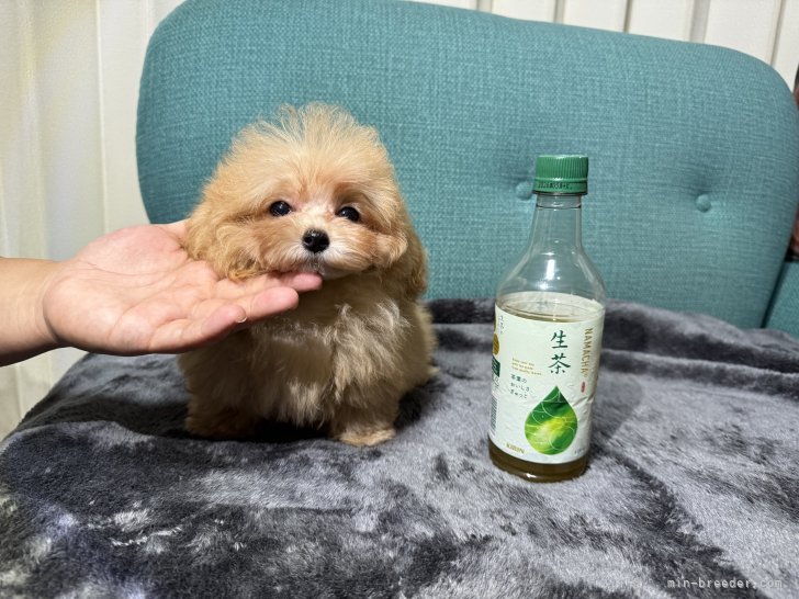 井上加奈子ブリーダーのブログ：ティーカップの激かわちゃん😊💕💕