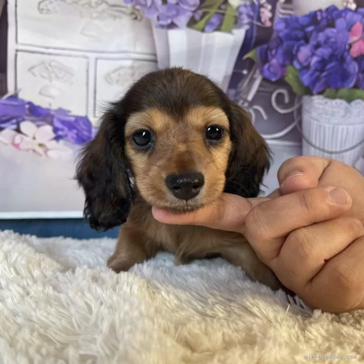 ID:2411-01538の子犬