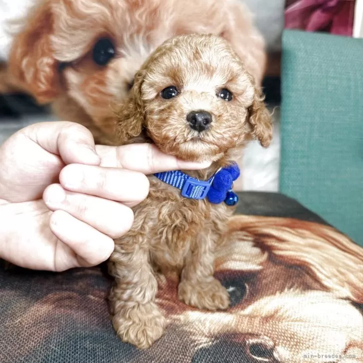 ID：2508-02441の子犬