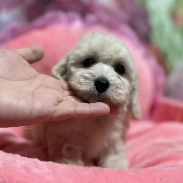 ID:2503-06796の子犬