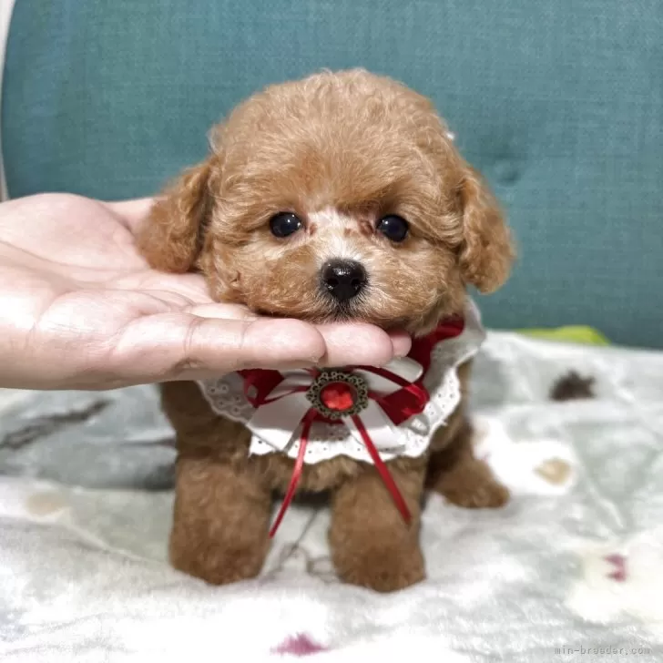 ID：2510-08129の子犬