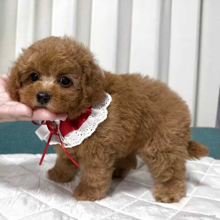 クリス 様のお迎えした子犬