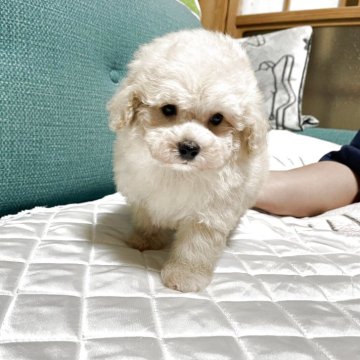 トイプードル(タイニー)【鹿児島県・男の子・2025年3月3日・クリーム】の写真「ドワーフタイプの可愛い男の子💕」