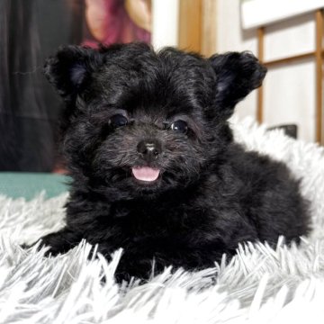 ポメプー(トイプードル×ポメラニアン)【鹿児島県・男の子・2025年5月22日・ブラック】の写真「ブラックの可愛い男の子💕実物はもっと可愛いですよ」