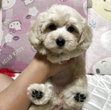 ダップー(トイプードル×ダックスフンド)【鹿児島県・女の子・2025年2月19日・クリーム】の写真「只今　この価格より値引き中
詳しくはブログで✨」